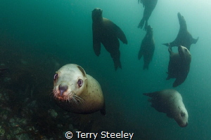 Steller sea-lion squadron by Terry Steeley 